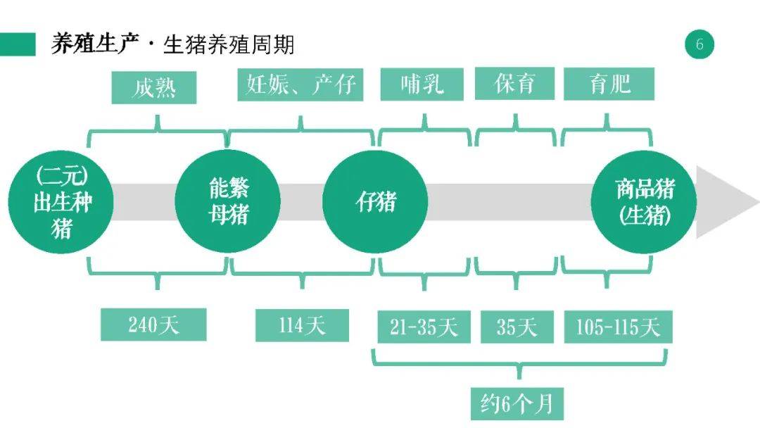 新澳精准资料免费提供265期,未来规划解析说明_专业版53.367