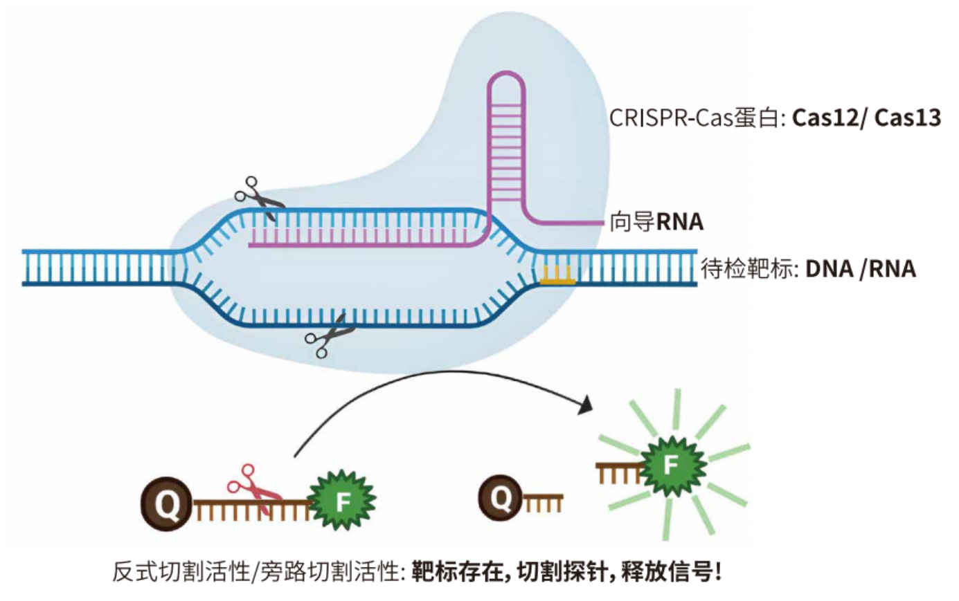 CRISPR最新进展，引领基因编辑新时代的革命性突破